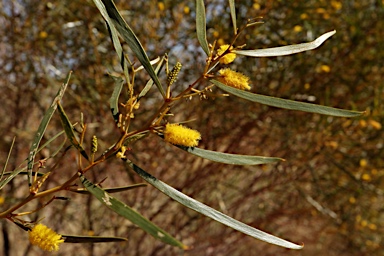 APII jpeg image of Acacia ancistrocarpa  © contact APII