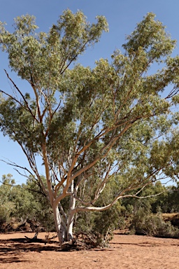APII jpeg image of Eucalyptus camaldulensis subsp. obtusa  © contact APII