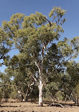 APII jpeg image of Eucalyptus camaldulensis subsp. obtusa  © contact APII