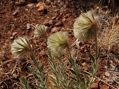 APII jpeg image of Ptilotus clementii  © contact APII