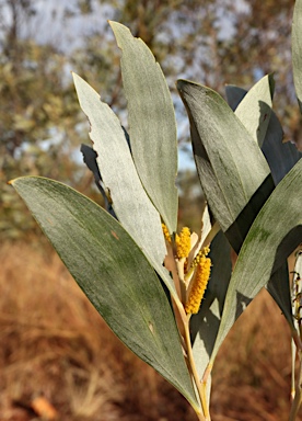 APII jpeg image of Acacia colei var. colei  © contact APII