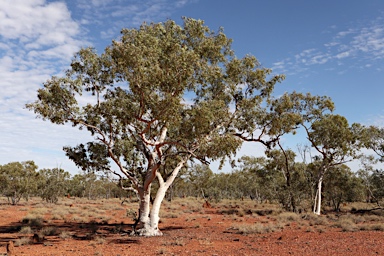 APII jpeg image of Eucalyptus leucophloia  © contact APII