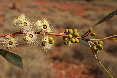 APII jpeg image of Eucalyptus leucophloia  © contact APII