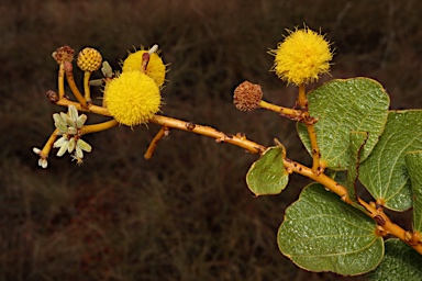 APII jpeg image of Acacia retivenea subsp. retivenea  © contact APII