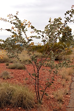 APII jpeg image of Acacia retivenea subsp. retivenea  © contact APII