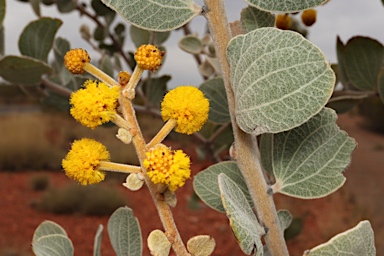 APII jpeg image of Acacia retivenea subsp. retivenea  © contact APII