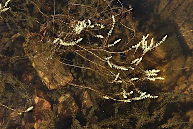 APII jpeg image of Myriophyllum verrucosum  © contact APII