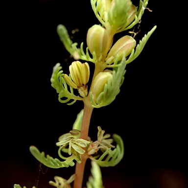 APII jpeg image of Myriophyllum verrucosum  © contact APII