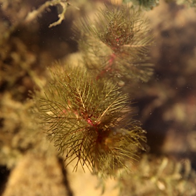 APII jpeg image of Myriophyllum verrucosum  © contact APII