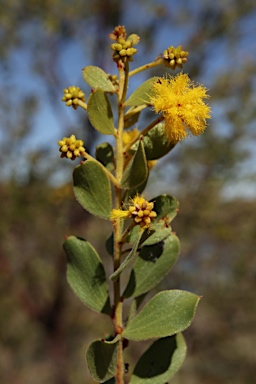 APII jpeg image of Acacia monticola  © contact APII