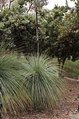 APII jpeg image of Xanthorrhoea malacophylla  © contact APII