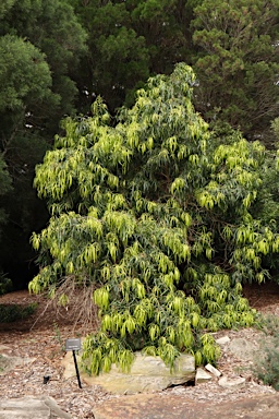 APII jpeg image of Podocarpus grayae  © contact APII