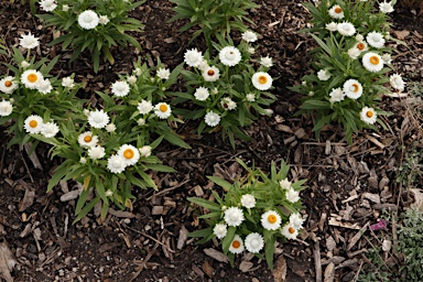 APII jpeg image of Xerochrysum bracteatum 'Mohave White'  © contact APII