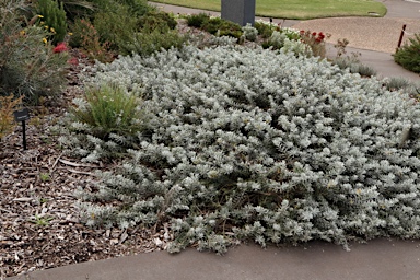 APII jpeg image of Eremophila glabra 'Kalbarri Carpet'  © contact APII