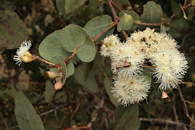 APII jpeg image of Eucalyptus shirleyi  © contact APII