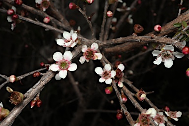 APII jpeg image of Leptospermum squarrosum  © contact APII