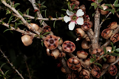 APII jpeg image of Leptospermum squarrosum  © contact APII