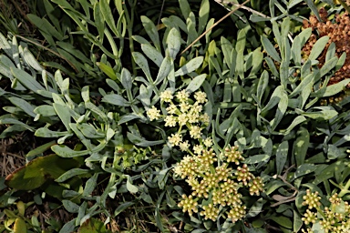 APII jpeg image of Crithmum maritimum  © contact APII