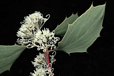 APII jpeg image of Hakea cristata  © contact APII