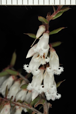 APII jpeg image of Leucopogon fletcheri subsp. brevisepalus  © contact APII