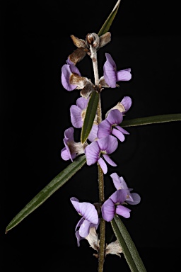 APII jpeg image of Hovea heterophylla  © contact APII