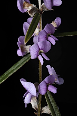 APII jpeg image of Hovea heterophylla  © contact APII