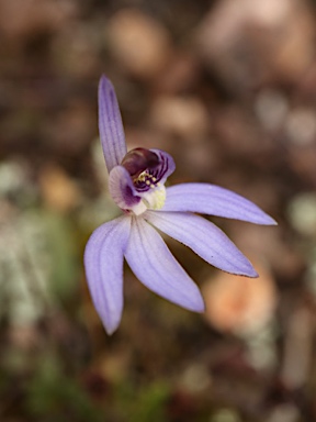 APII jpeg image of Cyanicula caerulea  © contact APII