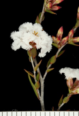 APII jpeg image of Leucopogon virgatus  © contact APII