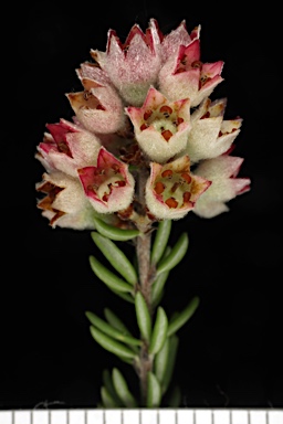 APII jpeg image of Cryptandra sp. Floriferous (W.R.Barker 4131)  © contact APII