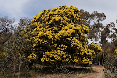 APII jpeg image of Acacia decurrens  © contact APII