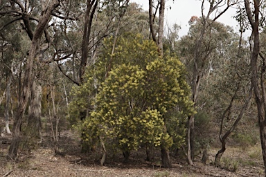 APII jpeg image of Acacia floribunda  © contact APII