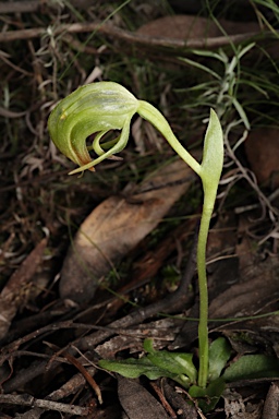 APII jpeg image of Pterostylis nutans  © contact APII