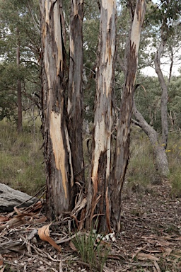 APII jpeg image of Eucalyptus polyanthemos  © contact APII