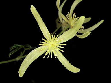APII jpeg image of Clematis microphylla  © contact APII