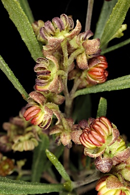 APII jpeg image of Dodonaea viscosa subsp. angustifolia  © contact APII