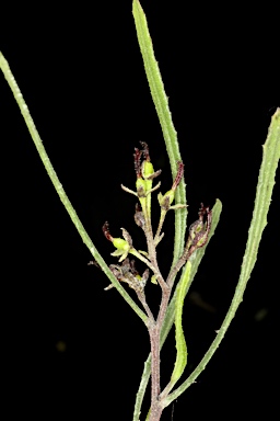 APII jpeg image of Dodonaea viscosa subsp. angustifolia  © contact APII