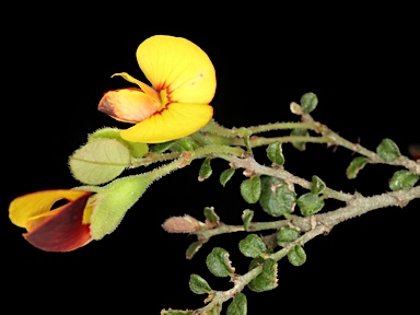 APII jpeg image of Bossiaea buxifolia  © contact APII