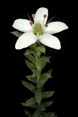 APII jpeg image of Rhytidosporum procumbens  © contact APII