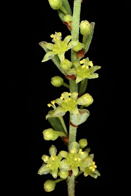APII jpeg image of Phyllanthus hirtellus  © contact APII