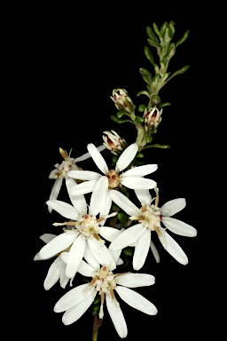 APII jpeg image of Olearia microphylla  © contact APII