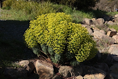 APII jpeg image of Euphorbia characias subsp. wulfenii  © contact APII