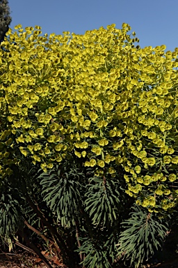 APII jpeg image of Euphorbia characias subsp. wulfenii  © contact APII