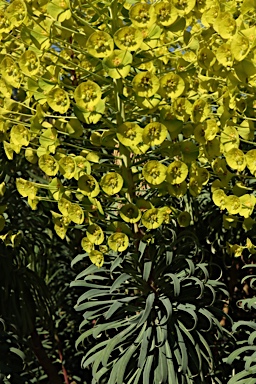 APII jpeg image of Euphorbia characias subsp. wulfenii  © contact APII