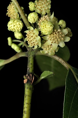 APII jpeg image of Hedycarya angustifolia  © contact APII