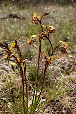 APII jpeg image of Diuris pardina  © contact APII