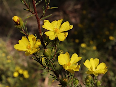 APII jpeg image of Hibbertia calycina  © contact APII