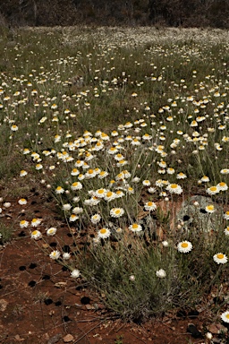 APII jpeg image of Leucochrysum albicans subsp. tricolor  © contact APII