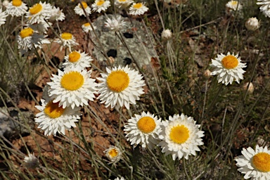 APII jpeg image of Leucochrysum albicans subsp. tricolor  © contact APII