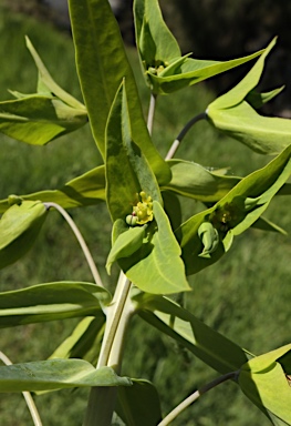 APII jpeg image of Euphorbia lathyris  © contact APII