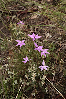 APII jpeg image of Glossodia major  © contact APII